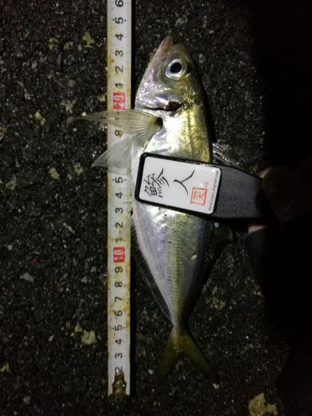 （2020/11/14 南港アジング　 またまた好釣果 アジング釣果で 中アジ～（24㎝～） 釣果有り）