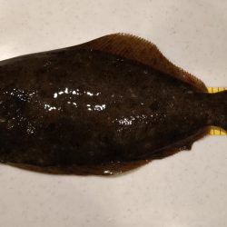 初フラットフィシュ