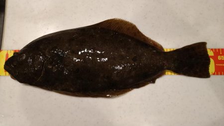 初フラットフィシュ