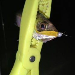 須磨浦アジング、メバリング