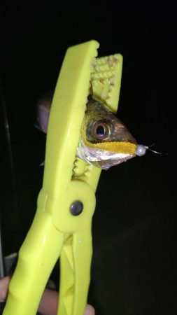 須磨浦アジング、メバリング