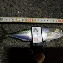 （2020/11/17 南港アジング　 アジング釣果 中アジ～（24㎝～）サバ 釣果有り）