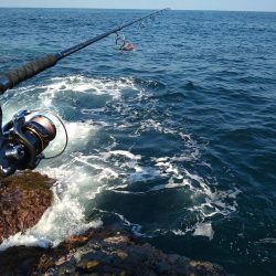 越前地磯でトップにドン