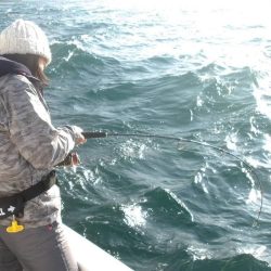 遊漁船SOUTH(サウス)11/18釣果