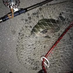 （2020/11/20 南港ヘチ釣り　 良ヘチ釣果！真チヌ39㎝ キビレチヌ グレ 釣果有り）