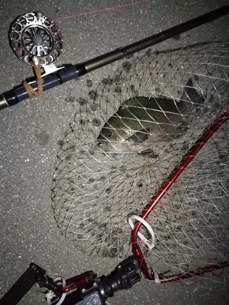 （2020/11/20 南港ヘチ釣り　 良ヘチ釣果！真チヌ39㎝ キビレチヌ グレ 釣果有り）