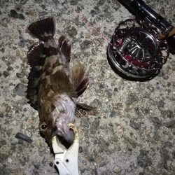 （2020/11/20 南港ヘチ釣り　 キビレチヌ 41㎝ ガシラ 釣果有り）