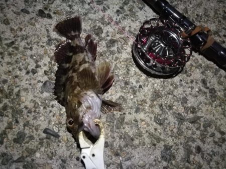 （2020/11/20 南港ヘチ釣り　 キビレチヌ 41㎝ ガシラ 釣果有り）