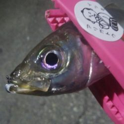 釣りデビュー　4日目