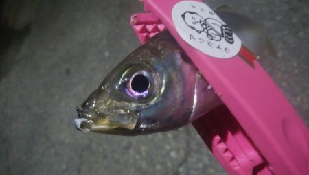 釣りデビュー　4日目