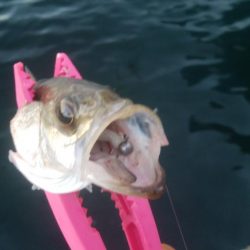 釣りデビュー　6日目