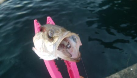 釣りデビュー　6日目