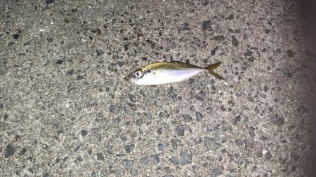 いつもの須磨アジング