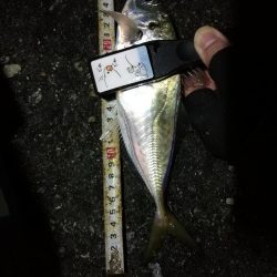 （2020/11/25 南港アジング　 好釣果！アジング釣果 中アジ～（26㎝～）サバ 釣果有り）