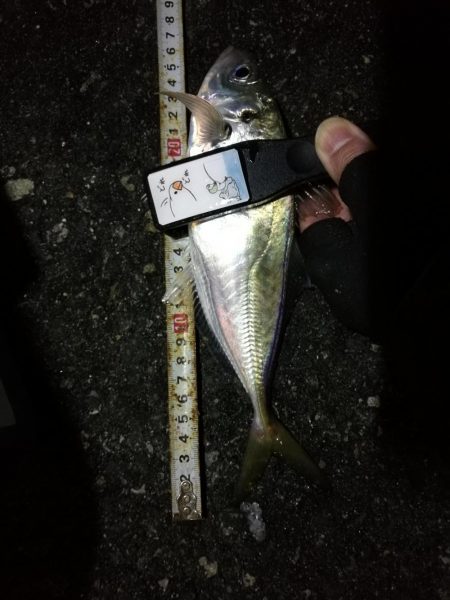 （2020/11/25 南港アジング　 好釣果！アジング釣果 中アジ～（26㎝～）サバ 釣果有り）