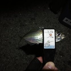 (2020/11/26 南港アジング 続好釣果!アジング釣果 中アジ~(25㎝~)ガシラ 釣果有り)