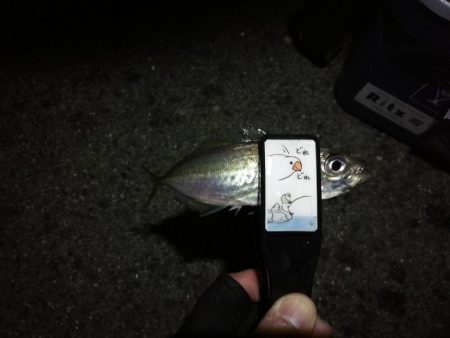 (2020/11/26 南港アジング 続好釣果!アジング釣果 中アジ~(25㎝~)ガシラ 釣果有り)