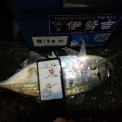 （2020/11/27 南港アジング　 風の中釣果！アジング釣果 中アジ～（24㎝～）サバ　ガシラ 釣果有り）