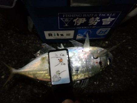 （2020/11/27 南港アジング　 風の中釣果！アジング釣果 中アジ～（24㎝～）サバ　ガシラ 釣果有り）