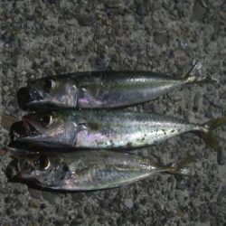 釣りデビュー 9日目