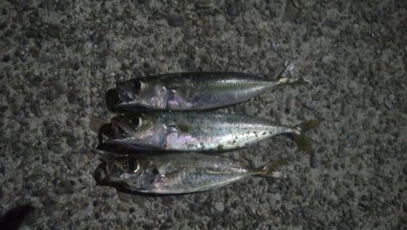 釣りデビュー　9日目