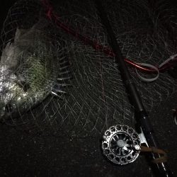 (2020/11/28 南港ヘチ釣り 真チヌ33㎝ キビレチヌ45.5㎝ 釣果有り)