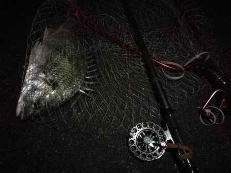 (2020/11/28 南港ヘチ釣り 真チヌ33㎝ キビレチヌ45.5㎝ 釣果有り)