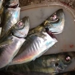 尺まじりでデブ鰺をサビキで満喫したのだ