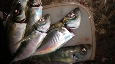 尺まじりでデブ鰺をサビキで満喫したのだ