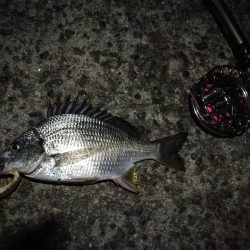 （2020/11/29 ガシラ好調！南港ヘチ釣り　 ガシラ24㎝～ キビレチヌ 釣果有り）