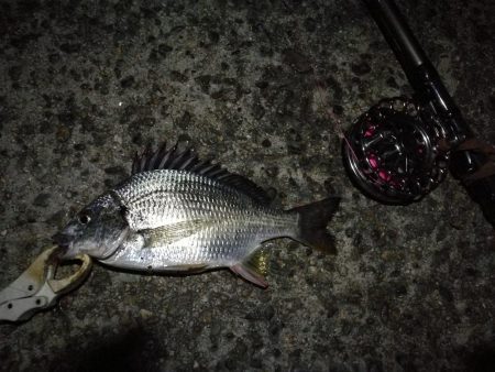 （2020/11/29 ガシラ好調！南港ヘチ釣り　 ガシラ24㎝～ キビレチヌ 釣果有り）