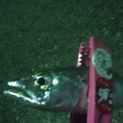 釣りデビュー　10日目