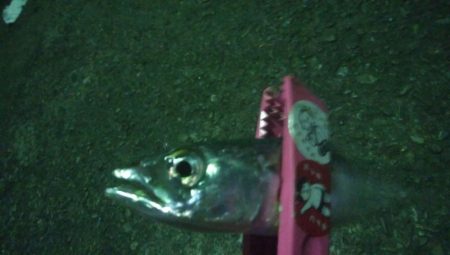 釣りデビュー　10日目