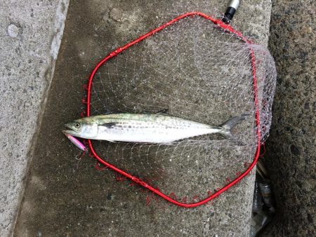 早朝プチsalt water game