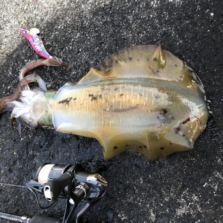 2020 佐渡ヶ島エギング 40回目