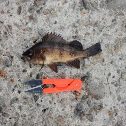 最後にようやくハネ