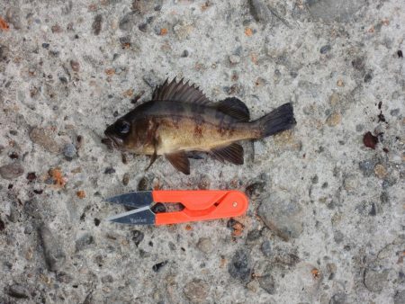 最後にようやくハネ