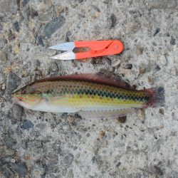 ハネの代わりにアコウ