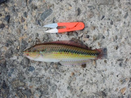 ハネの代わりにアコウ