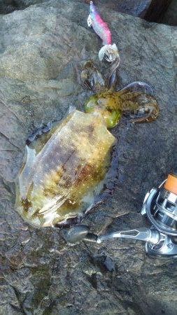 ジギルとハイド？