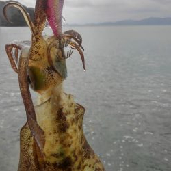 雨降りエギング‼️