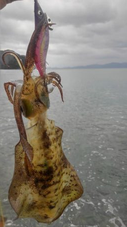 雨降りエギング‼️