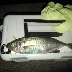 (尺アジ)フロートゲーム