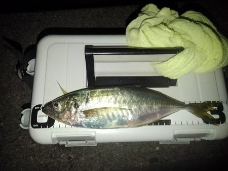 (尺アジ)フロートゲーム