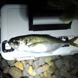 (尺アジ)フロートゲーム