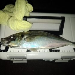 (尺アジ)フロートゲーム