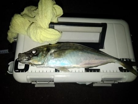 (尺アジ)フロートゲーム