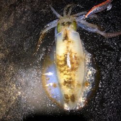 2020 佐渡ヶ島エギング 39回目