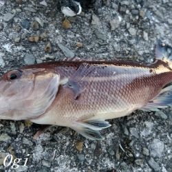 なんとかアオリイカ。