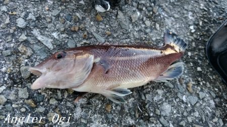 なんとかアオリイカ。